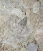 Eupithecia sp.
