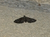 Eupithecia sp.