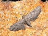 Eupithecia sp.