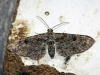 Eupithecia sp.