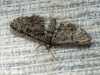 Eupithecia sp.