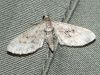 Eupithecia sp.