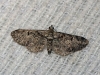 Eupithecia sp.