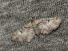 Eupithecia sp.