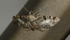 Eupithecia laquaearia (Herrich-Schffer, 1848)