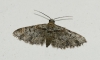 Eupithecia laquaearia (Herrich-Schffer, 1848)