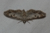 Eupithecia limbata (Staudinger, 1879)