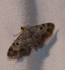 Eupithecia limbata (Staudinger, 1879)