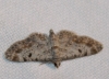 Eupithecia limbata (Staudinger, 1879)