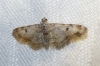 Eupithecia limbata (Staudinger, 1879)