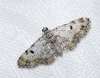 Eupithecia limbata (Staudinger, 1879)