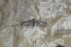 Eupithecia oxycedrata (Rambur, 1833)