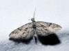 Eupithecia oxycedrata (Rambur, 1833)