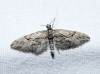 Eupithecia oxycedrata (Rambur, 1833)