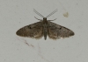 Eupithecia  sp.