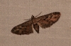 Eupithecia sp.