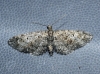 Eupithecia sp.