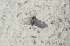 Eupithecia sp.