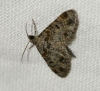 Eupithecia tantillaria (Boisduval, 1840)