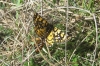 Eurranthis plummistaria (Villers, 1789)