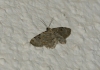Geometridae  sp.