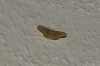 Geometridae  sp.
