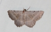 Gnopharmia stevenaria (Boisduval, 1840)