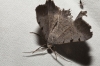 Gnopharmia stevenaria (Boisduval, 1840)