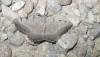 Gnopharmia stevenaria (Boisduval, 1840)