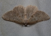 Gnophos (Odontognophos) perspersata (Treitschke, 1827)