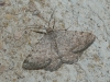 Gnophos (Odontognophos) perspersata (Treitschke, 1827)