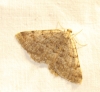 Gnophos (Odontognophos) perspersata (Treitschke, 1827)