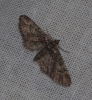 Gymnoscelis rufifasciata (Haworth, 1809)