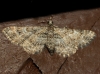 Gymnoscelis rufifasciata (Haworth, 1809)