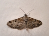 Gymnoscelis rufifasciata (Haworth, 1809)