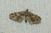 Gymnoscelis rufifasciata (Haworth, 1809)