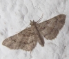 Gymnoscelis rufifasciata (Haworth, 1809)