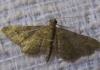 Gymnoscelis rufifasciata (Haworth, 1809)