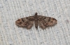 Gymnoscelis rufifasciata (Haworth, 1809)