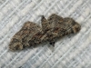 Gymnoscelis rufifasciata (Haworth, 1809)