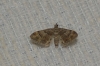 Gymnoscelis rufifasciata (Haworth, 1809)