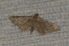Gymnoscelis rufifasciata (Haworth, 1809)