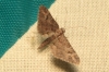 Gymnoscelis rufifasciata (Haworth, 1809)