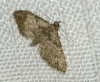 Gymnoscelis rufifasciata (Haworth, 1809)