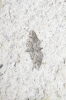 Gymnoscelis rufifasciata (Haworth, 1809)