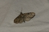 Gymnoscelis rufifasciata (Haworth, 1809)