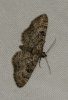 Gymnoscelis rufifasciata (Haworth, 1809)
