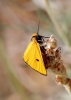 Heliothea discoidaria (Boisduval, 1840)