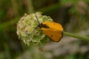 Heliothea discoidaria (Boisduval, 1840)