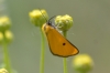 Heliothea discoidaria (Boisduval, 1840)